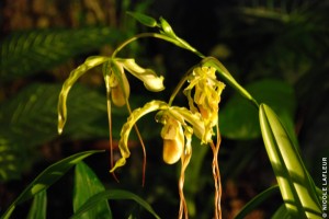 Les orchidées, leur culture, leur entretien et leur empotage