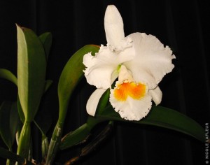 Les orchidées et leur culture