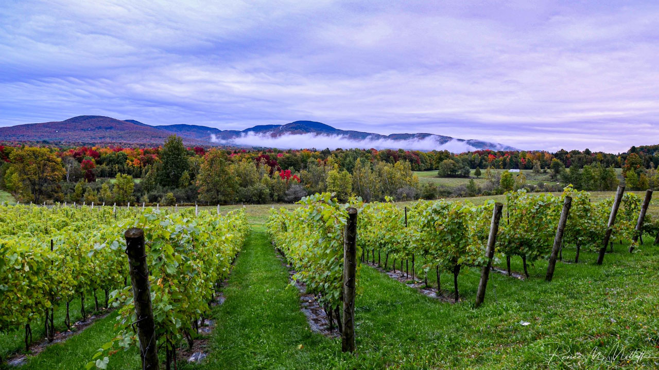 vignes-web vignes-web