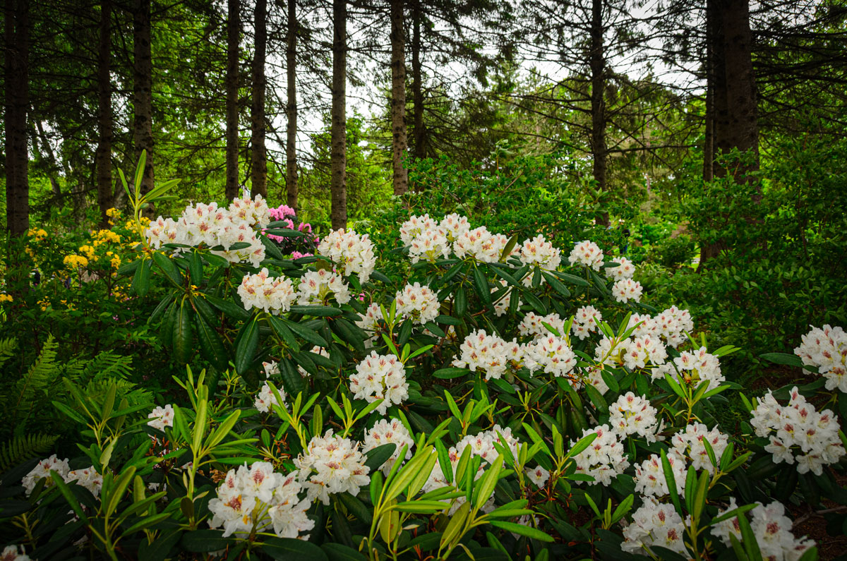 Rhododendrons-fleurs-2024-web