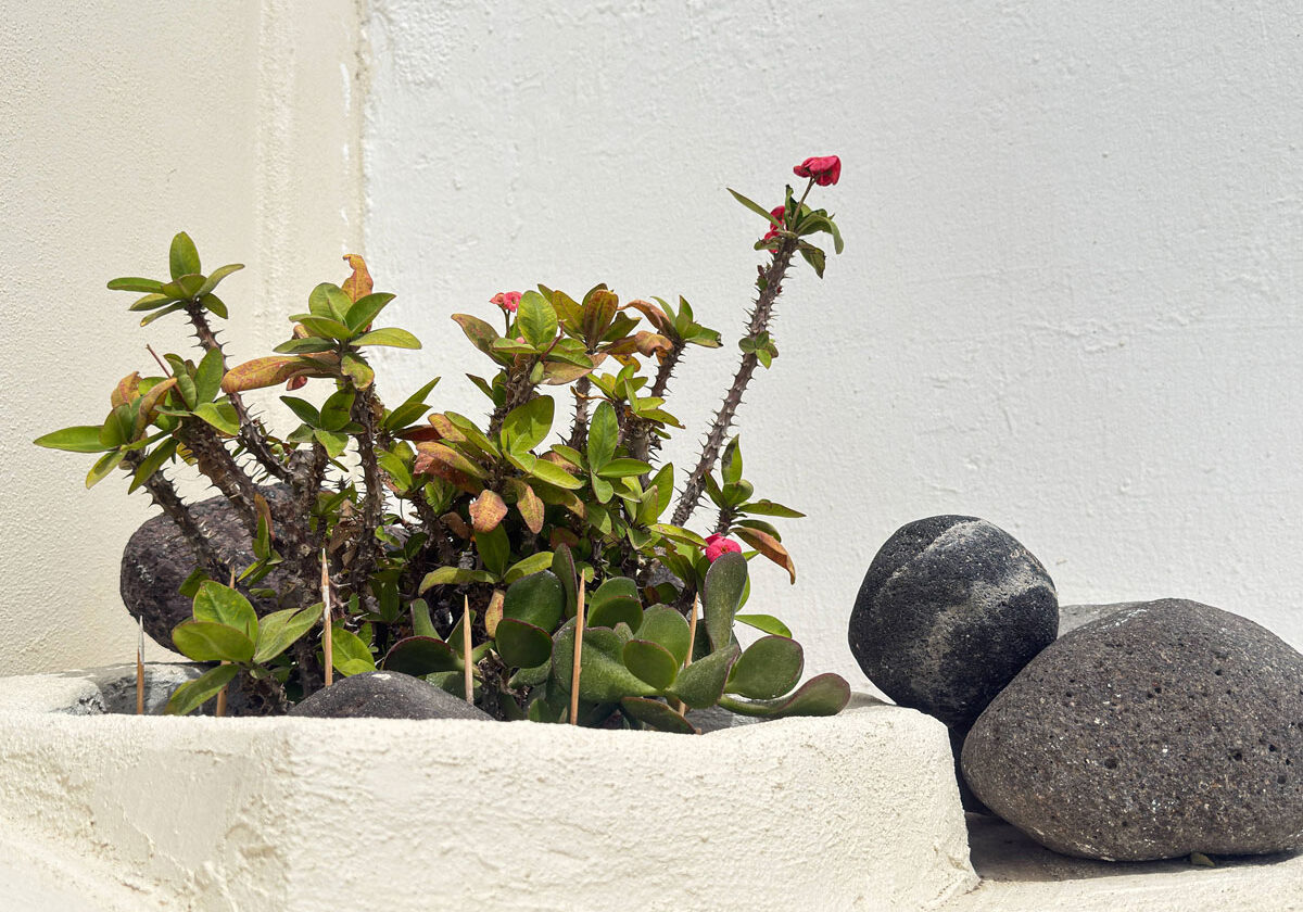 Plantes-tropicales-w Plantes-tropicales-w
