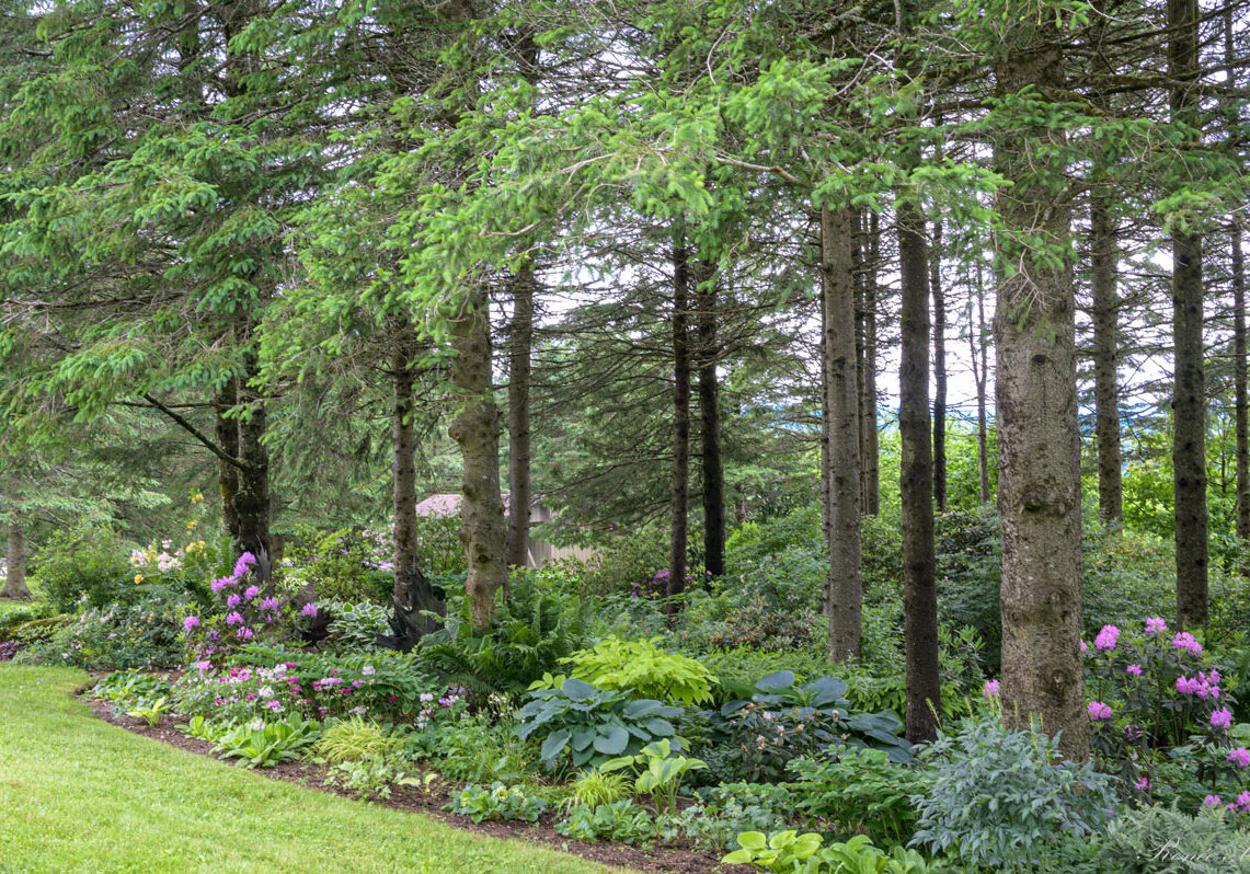 Rhodo-Plantes-compagnes-w Rhodo-Plantes-compagnes-w