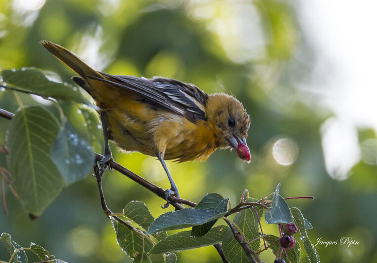 oiseaux-web