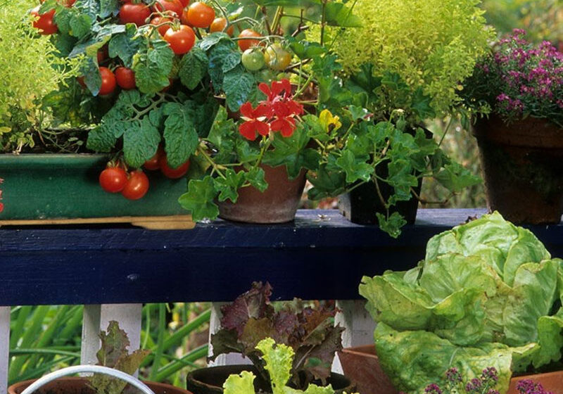 potager-ecologique-w potager-ecologique-w
