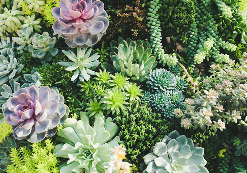 yen-vu-succulente-unsplash
